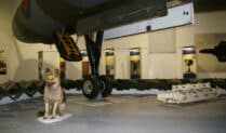 The Alsatian dog at the RAF Museum, London