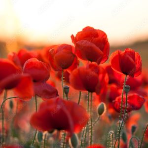 Poppies